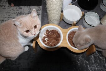 Britská krátkosrstá kočka - 3