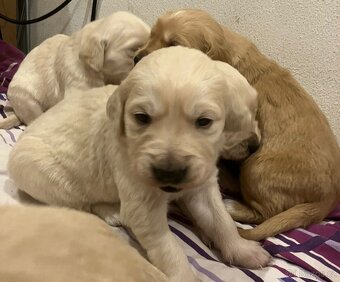 Zlatý retrívr bez PP - 3