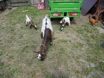 Holandská plemenná zakrslá koza - 3