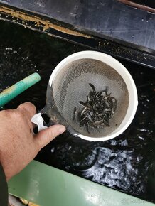 Násadové ryby pstruh jeseter a úhoř - 3