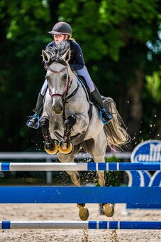 Prodej - Klisna LADY B - 3