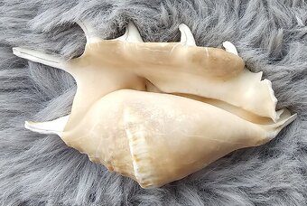 Mušle křídlatec (lambis) - 3