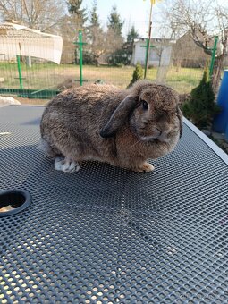 Samička Minilop - 3