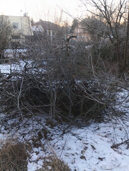 Větve na štěpkování zdarma. - 3
