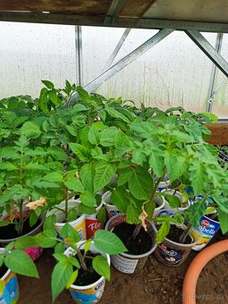 Rajčata a papriky - 3