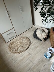 Rodinný Psí hotel - 3