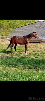 Welsh pony B - 3
