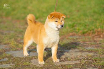Shiba štěňata s PP ODBĚR IHNED - 3
