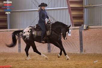Připouštění hřebcem APPALOOSA - 3
