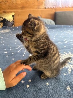 🐾 Hledá se nový domov pro kocourka Bobánka 🐾 - 3
