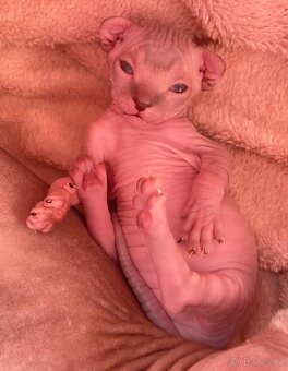 Koťátka Sphynx - 3