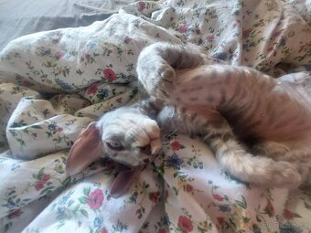 Sphynx koťátka - 3
