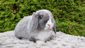 Zakrslý beránek, králíček, králík - HEIDY - 3