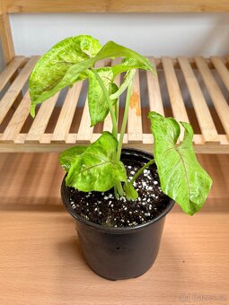 Syngonium Golden Allusion - 3