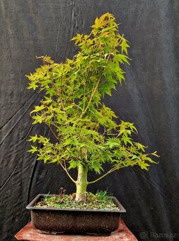 Bonsaj, Bonsai - Acer Palmatum 2 - 3