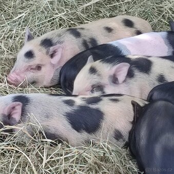 Gottingenské miniprasátka selátka - 3