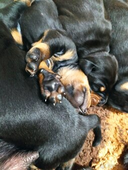 Dobrman štěňátka - 3