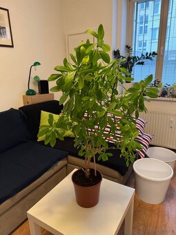 Synadenium Grantii - Gumovník - 3