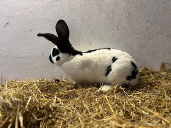 Německý obrovitý strakáč černý (NOS) - 3