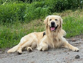 Fešák Alex hledá nevěstu - 3