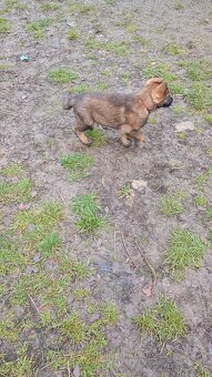 Štěňata německého ovčáka - 3