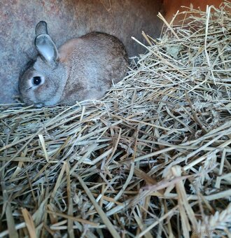 Prodám králíky - 3