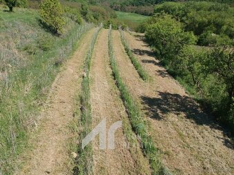 Křepice u Hustopečí – mladá vinice 2 199 m2 – vinice - 3