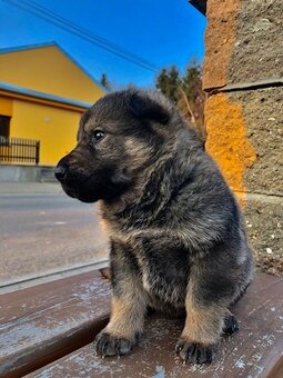 Německý ovčák štěně - 3