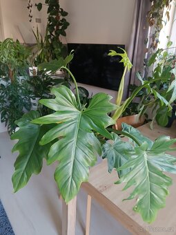 Philodendron - 3