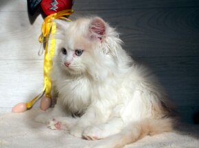 Sibiřská kočka - kocourek s PP - 3