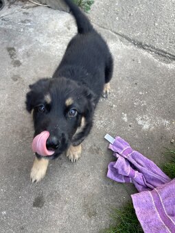 Nabízíme štěňata- kříženci Husky a Německý ovčák - 3