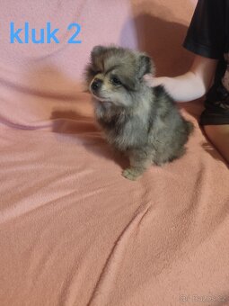 Štěňátka špic pomeranian - 3