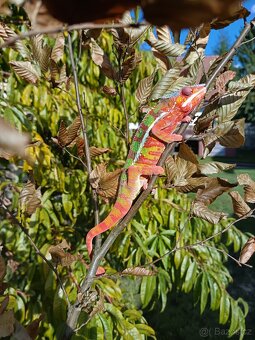Chameleon pardálí - 3