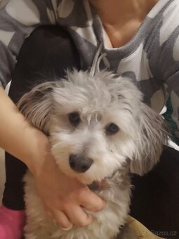 Havansky psík ke krytí - 3