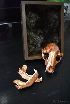 Rámeček s vloženou lebkou - 3