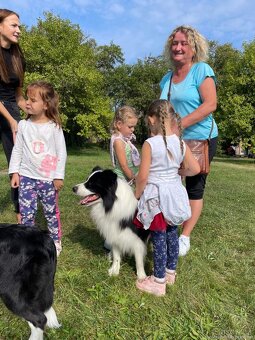 Border kolie s PP, krycí pes - 3