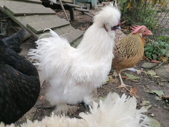 Kohoutci holanďanek, hedvábniček, kočinek - 3