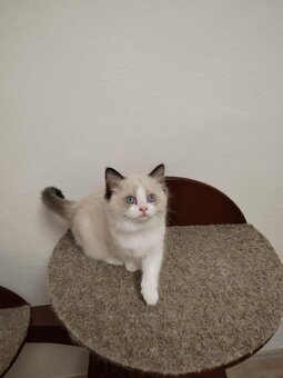 Ragdoll s PP - 3