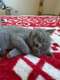 Britská koťátka - holčička - 3