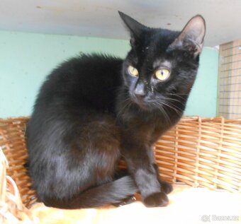 Černá, hodná 2letá Žofinka s výraznýma očima - 3