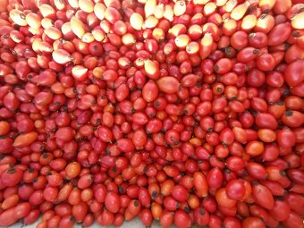 🌹 Sušené půlené šípky – domácí sběr, plné vitamínů - 3