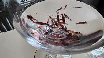 Akvarijní krevetky Neocaridina davidi "Red Cherry" - 3