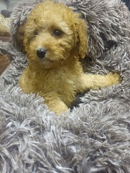 Pudl  trpasličí pejsek - 3