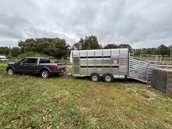 Přeprava hospodářských zvířat - 3