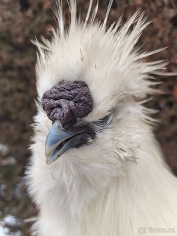 Kohout hedvábničky eu - 3