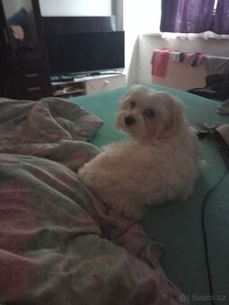 Maltézský psik - 3