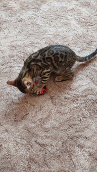 Bengalská kočka-koťátka s PP - 3