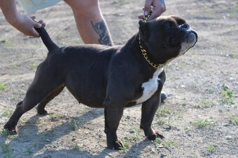 exotic bully micro fena - suka - 3