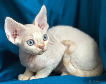 Devon rex - 3