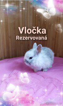 Zakrslí králíčci - 3